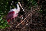 Roseate spoonbill