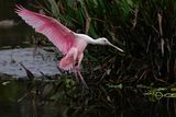 Roseate spoonbill coming in to land