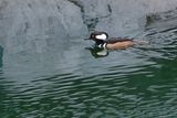 Male hooded merganser