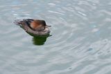 Female hooded merganser