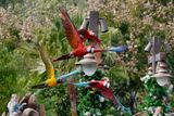 Macaw variety in flight