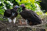 Lappet-faced vultures