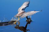 Tricolored heron fly-fishing