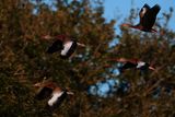Black-bellied whistling ducks in flight
