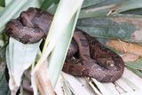 Two brown water snakes curled up together