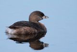 Pied-billed grebe