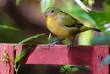 Juvenile male painted bunting