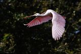 Roseate spoonbill in flight