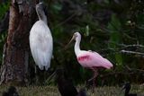 Roseate spoonbill and wood stork