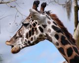 Giraffe closeup