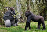 Male lowland gorillas