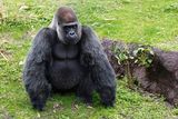 Male lowland gorilla watching people