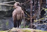 Hammerkop