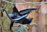 Flying fox taking a walk on a rope