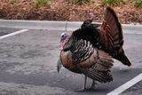 Male turkey full display for nearby female