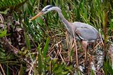 Great blue heron