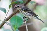 Yellow-rumped warbler