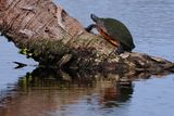 Turtle on a watery palm tree