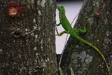 Baby iguana trying to move to the other trunk