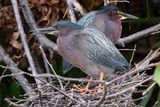 Green herons on their nest