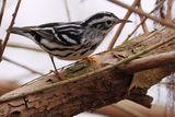 Black and white warbler