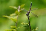 Golden skimmer dragonfly