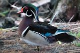 Male wood duck, breeding plumage