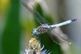 Blue dasher dragonfly