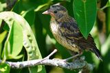 Red-winged blackbird chick