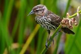 Juvenile red-winged blackbird