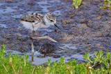 Black-necked stilt chick