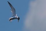 Least tern