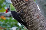 Pileated woodpecker