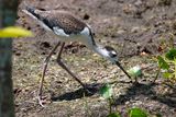 Juvenile black-necked stilt