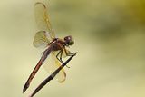 Needhams skimmer dragonfly