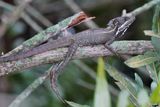 Relaxed basilisk lizard