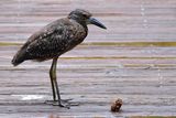 Juvenile yellow-crowned night heron