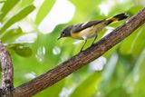 American redstart