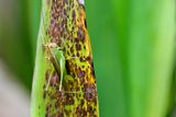 Meadow katydid