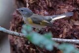 American redstart