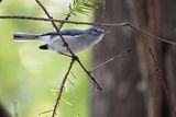 Blue-grey gnatcatcher