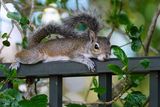 Squirrel cooling off on a metal fence