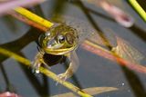 Pig frog