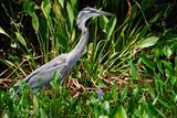 Great blue heron