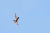 Barn swallow