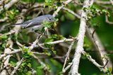 Blue-grey gnatcatcher
