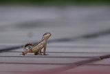 Juvenile northern curly-tailed lizard