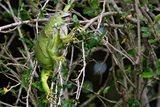 Green iguana