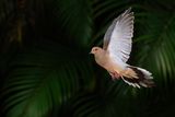 Mourning dove in flight