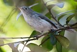 Blue grey gnatcatcher
